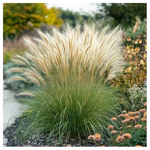 rostlina, trvalka, Stipa tenuissima, Pony Tails, bílé, vlasaté laty