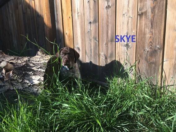 Litter June 2019 – Kramer x Beans | Clarity Kennels