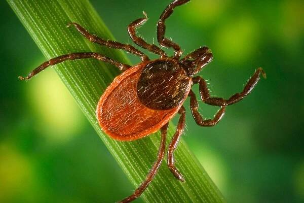 Warning issued over tick bites after 1,500 cases of Lyme disease reported in a year