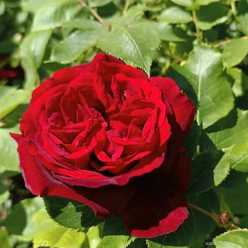Růže Rosa Ševčenko - Sadové růže (Rosa)