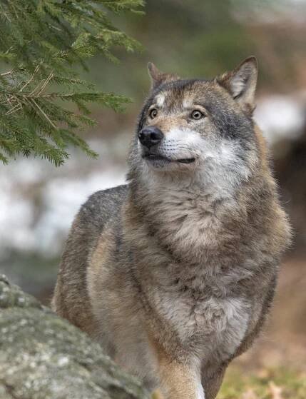 Coexistence in Focus: European Large Carnivores and the Path Forward