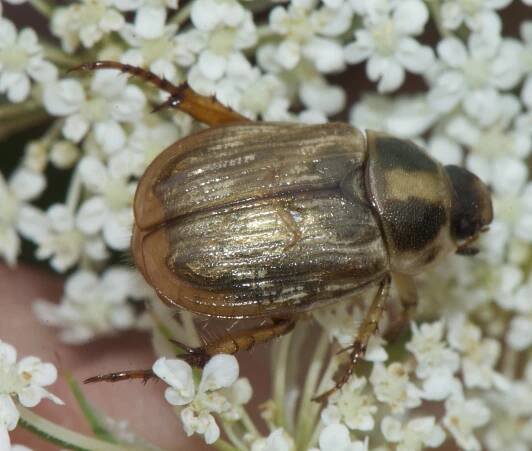 Lexington Alive - Beetles