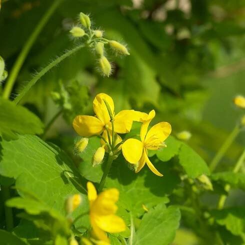 Vlaštovičník větší - Chelidonium majus - pěstování