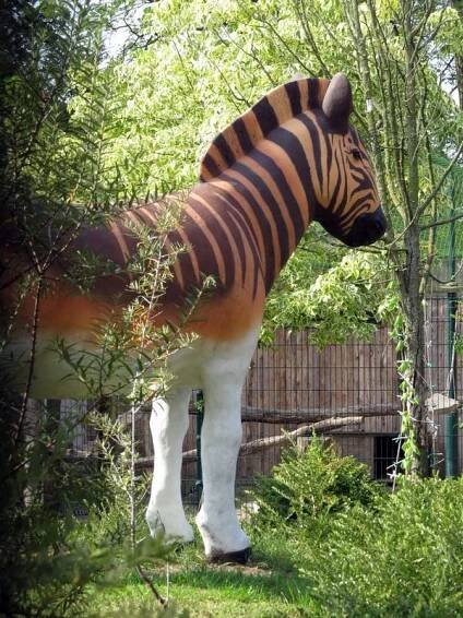 zebra kvaga