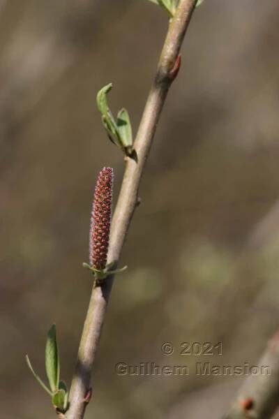 Salix purpurea