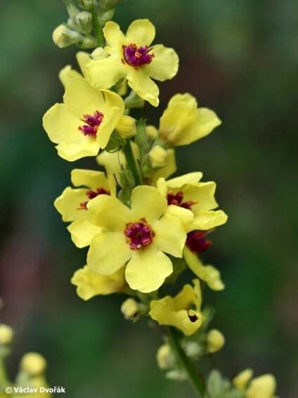 Verbascum chaixii subsp. austriacum - divizna jižní rakouská | Scrophulariaceae - krtičníkovité | Natura Bohemica