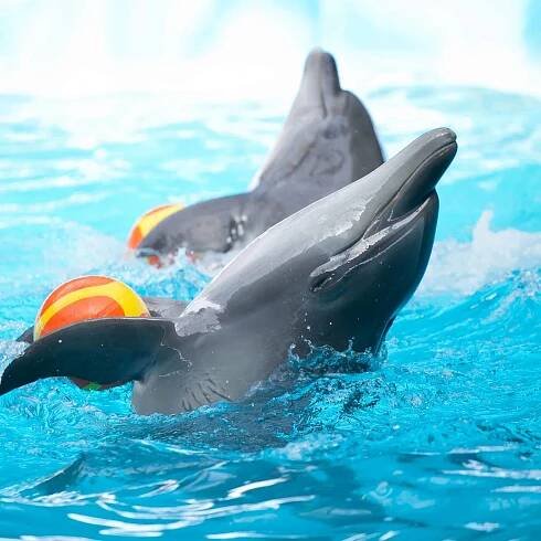 Delfinárium Antalya – Jointrips