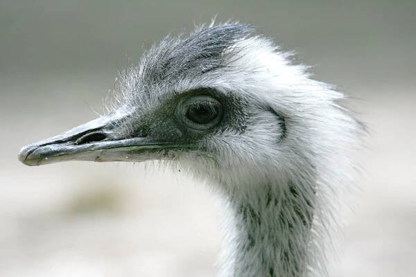 5.9.07 Nandu