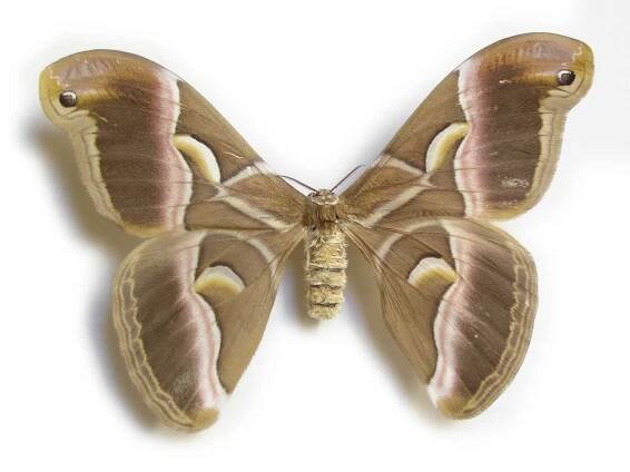 Obrázek - Samia cynthia walkeri (martináč pajasanový) | BioLib.cz