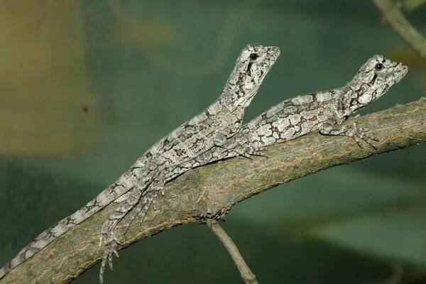 Agama límcová | Zoo Olomouc - Svatý Kopeček