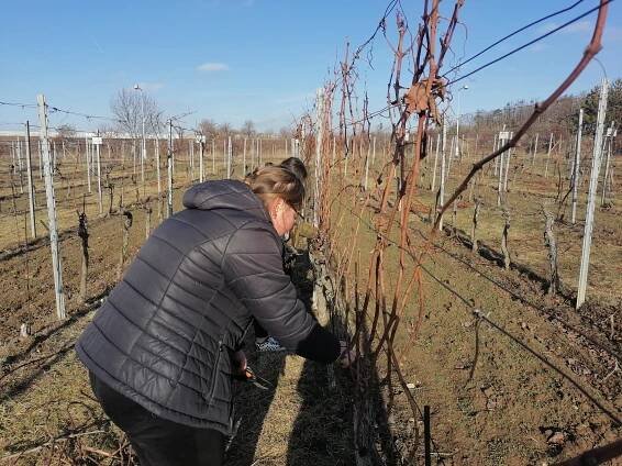 Naši mladí vinohradníci soutěžili v řezu révy vinné - SOŠ Znojmo, Dvořákova