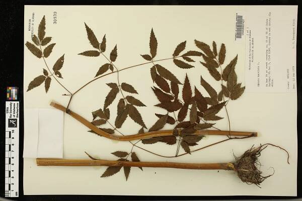 Cicuta maculata - Species Page - APA: Alabama Plant Atlas 