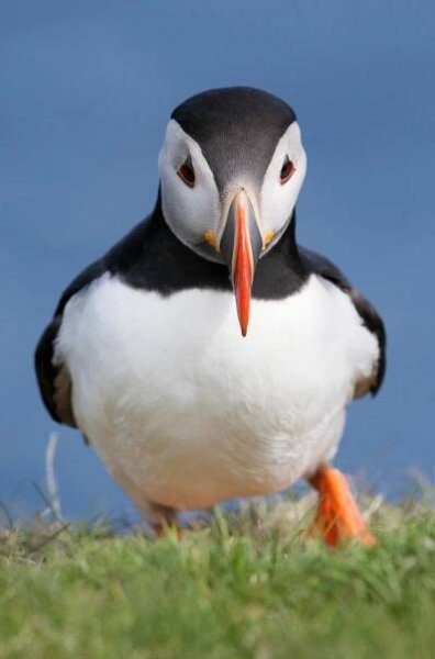 Divoké Shetlandy (2019)