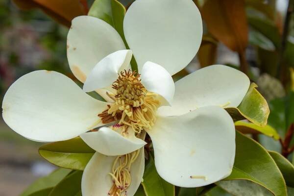 Flowering Trees for Sale | Twitty Nursery 
