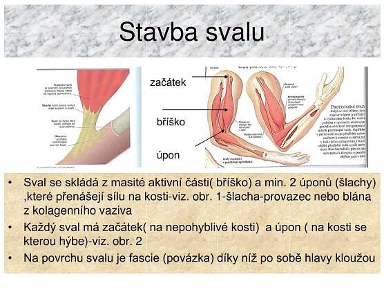 PPT - Pohybová soustava-svaly 1 PowerPoint Presentation, free download - ID:3515042