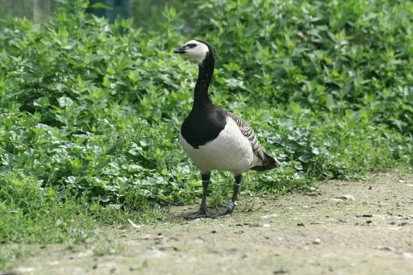 berneška bělolící | Zoo Hluboká 