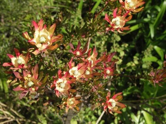 Leucadendron salignum (Zdroj: Shutterstock)