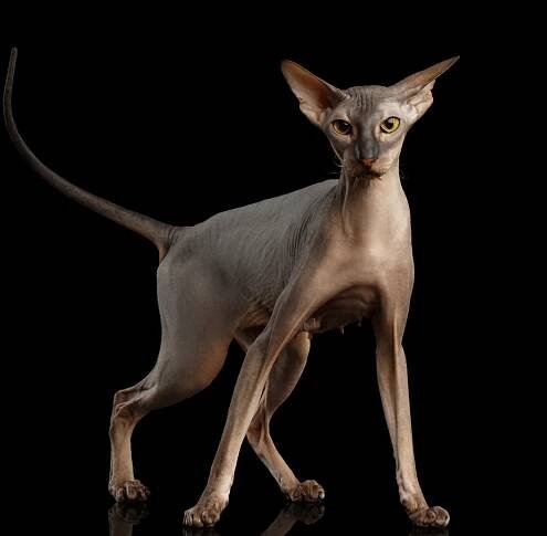 Peterbald | Super zoo