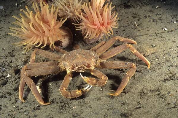 Sněžný krab