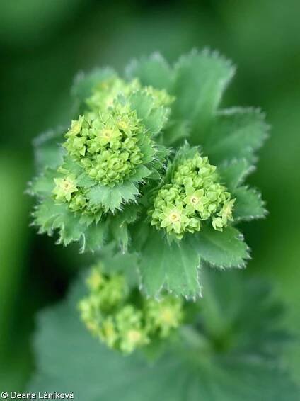 fotografie Alchemilla mollis (kontryhel měkký)