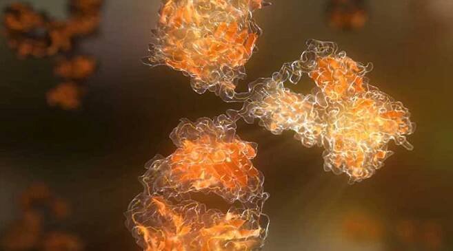 BioXCell InVivo Antibodies