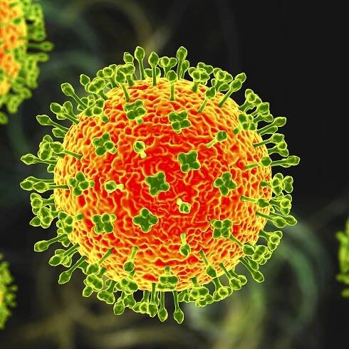 New 'Camp Hill' virus discovered in Alabama is relative of deadly Nipah — the 1st of its kind in the US