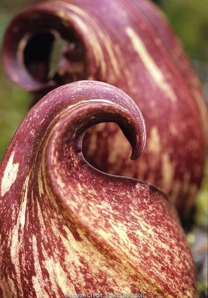 Skunk Cabbage Plant Flower lie