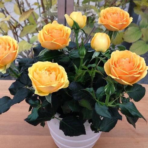 A new King is born – Roses Forever