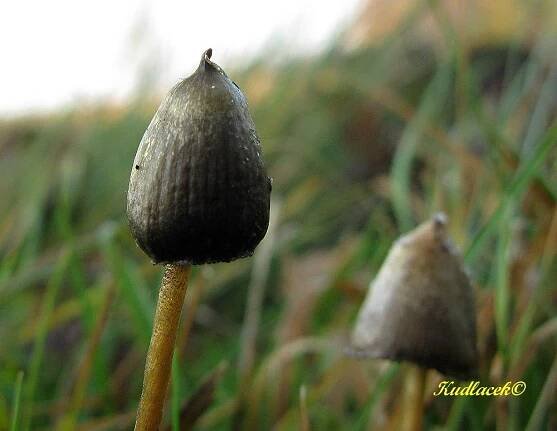 Lysohlávka kopinatá - Psilocybe semilanceata - Kudluv fotoatlas hubKudluv fotoatlas hub