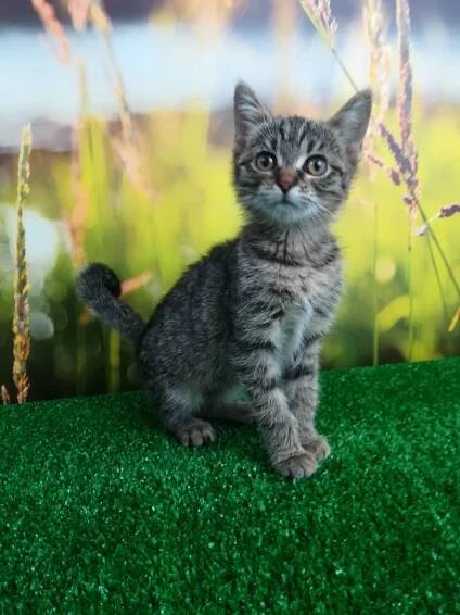 Tina – mourovaté, hravé kotě – kočička | Útulek Tábor – pro psy a kočky