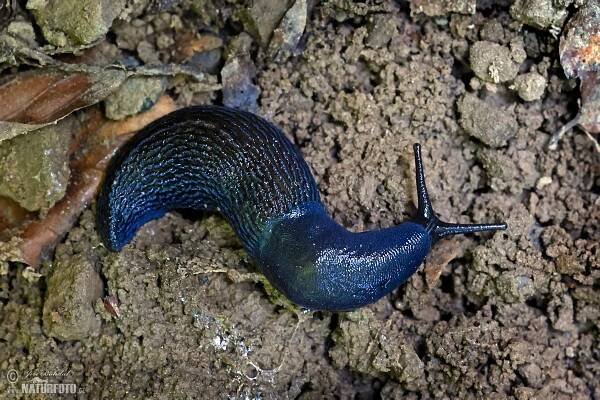 Modranka karpatská | Naturfoto.cz