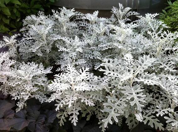 cineraria maritima