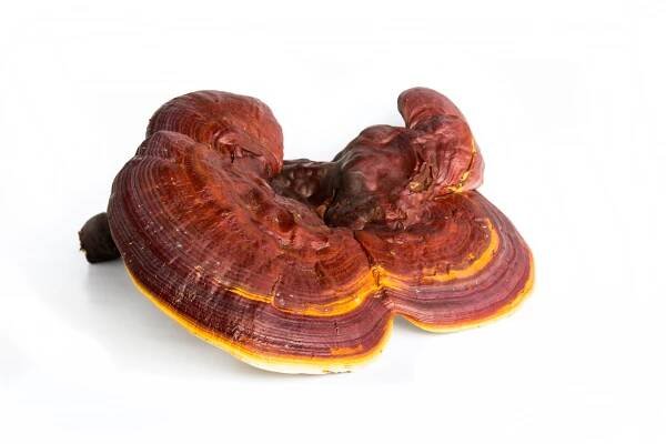Reishi – významná podpora imunitního systému a tonikum dlouhověkosti