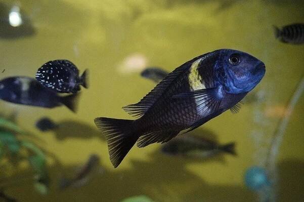 Tropheus duboisi Maswa - Tlamovec duboisův 4-5 cm