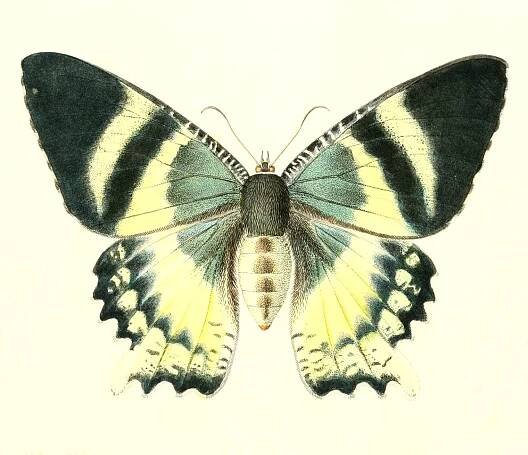 Alcides orontes