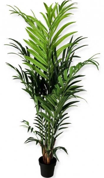 Palma Kentia  200cm 1/8