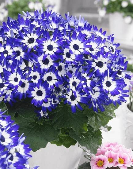 Senetti Blue Bicolor '15