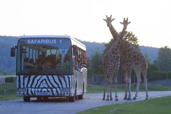 Večerní safaribusy v pátek poprvé vyjedou mezi stáda antilop a buvolů | Turistická oblast Podkrkonoší
