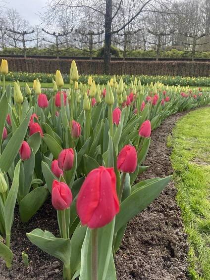 Keukenhof 2025 what to see