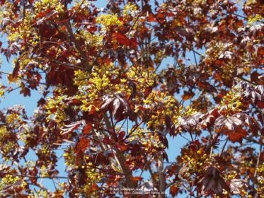 Javor mliečny Royal Red (Kráľovská červená) | Acer platanoides Royal Red - Záhradníctvo ABIES