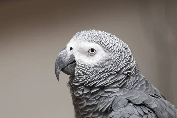 African Grey Parrot Psittacus erithacus
