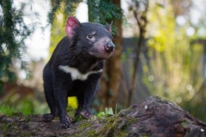 Tasmánský čert se začíná objevovat v evropských zoo – ZOO Magazín