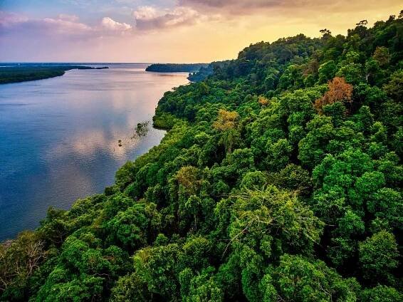 What Causes Deforestation and How You Can Help