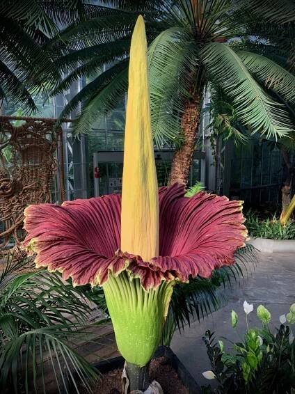Corpse Flower (Zmijovec titánský) jako čichový horor: Váš nos nemůže odvrátit zrak ~ Novinky ze světa parfémů