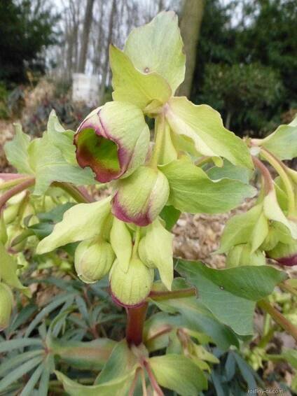 Čemeřice smrdutá - Helleborus foetidus Sopron