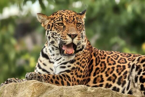 Zlínská zoo odchovala mládě jaguára.