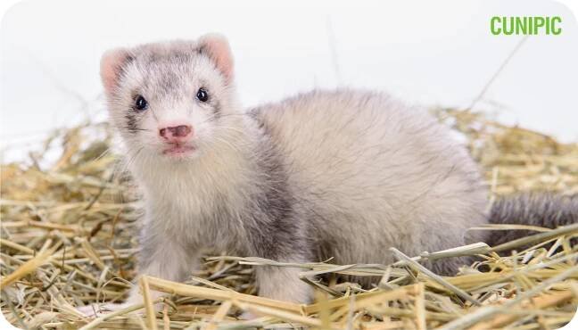 Naturlitter bedding for ferrets - Cunipic