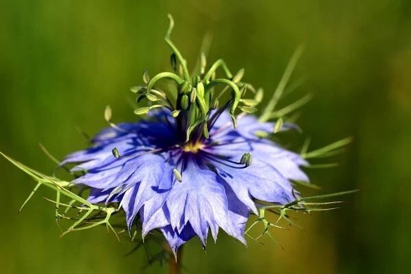 Mírní černým kmín krevní tlak? (Does black cumin lower blood pressure?) 1