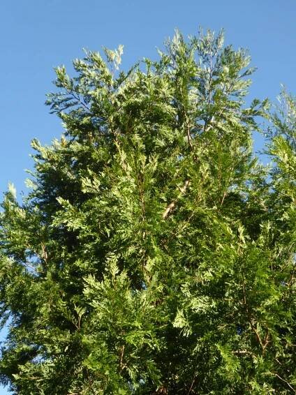 Austrocedrus chilensis 'Thornhayes Ghost'