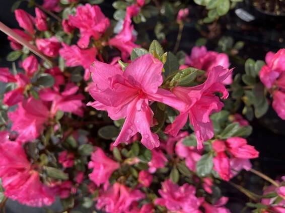 Azalka japonská 'Bloom Champion Roze' - Azalea japonica 'Bloom Champion Roze'